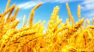 کاهش تولید گندم با کاهش بارندگی‌ها