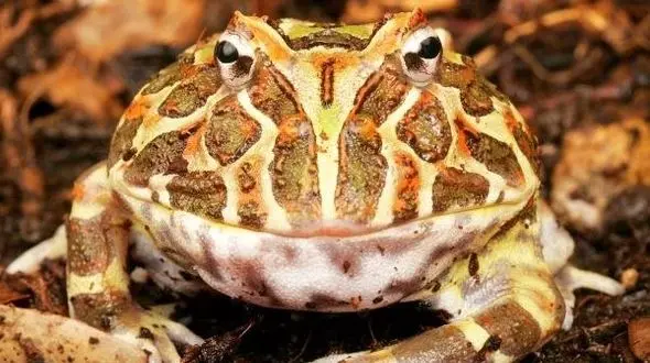  قورباغه شاخدار دایناسورخوار 