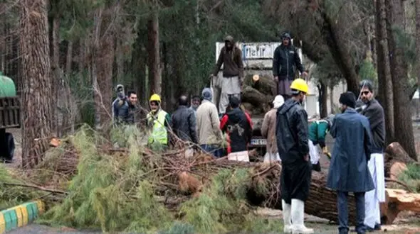 سقوط درخت در پارک جنگلی نور: حادثه‌ای تلخ برای یک خانواده