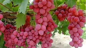 کدام میوه‌ ها قند خون را بالا می‌ برند؟ راهنمای میوه خوردن برای دیابتی‌ها