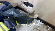 نجات بچه گربه گرفتار از شکاف دیوار درمانگاه + عکس