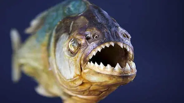 بلعیدن گوشت های درشت توسط ماهی‌های گوشتخوار + فیلم