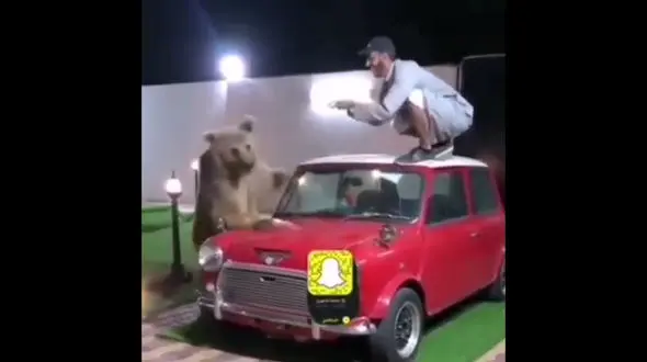 سر به سر خرس گذاشتن / فیلم