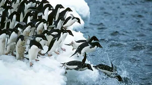 کشف ۱/۵ میلیون پنگوئن در جزیره‌ای متروک 