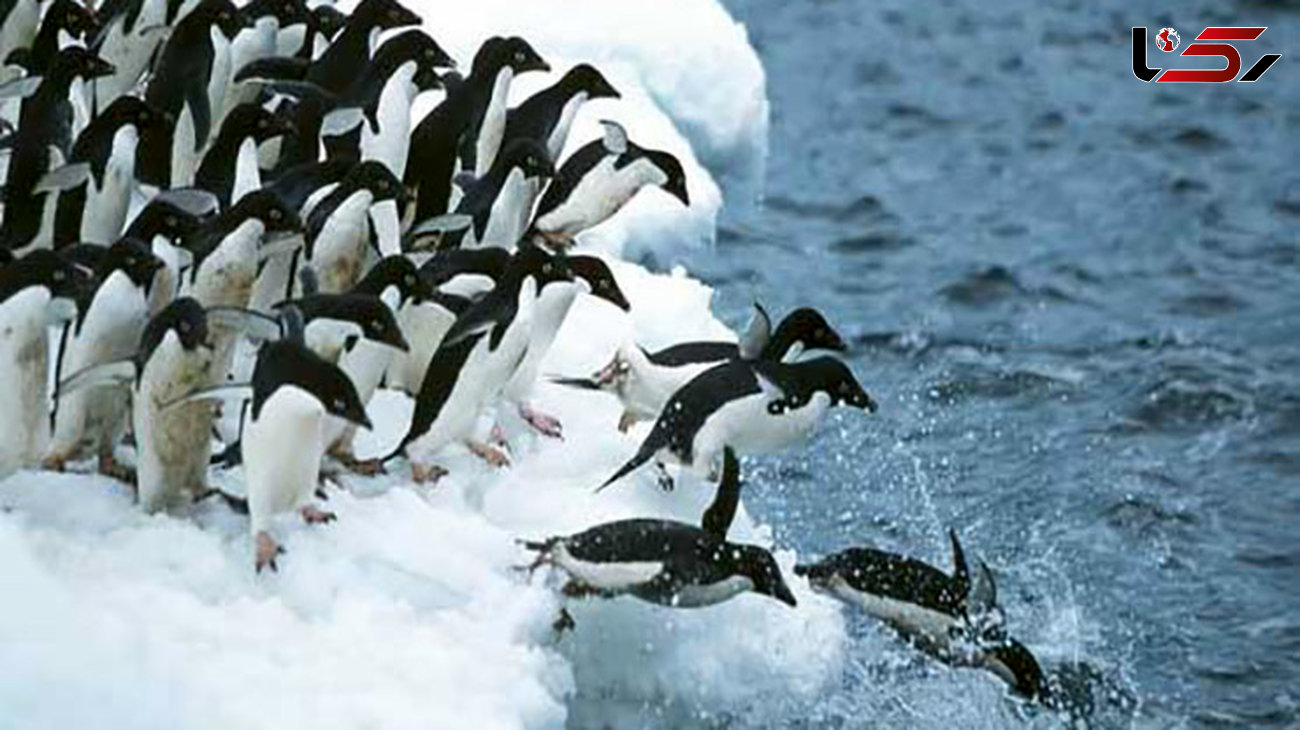 کشف ۱/۵ میلیون پنگوئن در جزیره‌ای متروک 