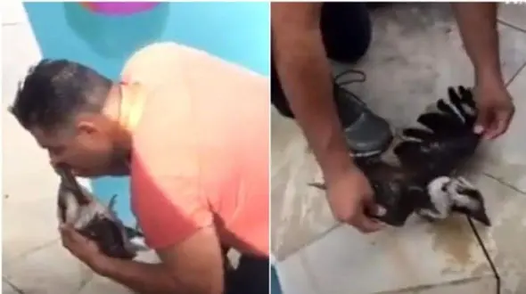 تلاش برای زنده نگه داشتن پرنده در حال مرگ + فیلم 