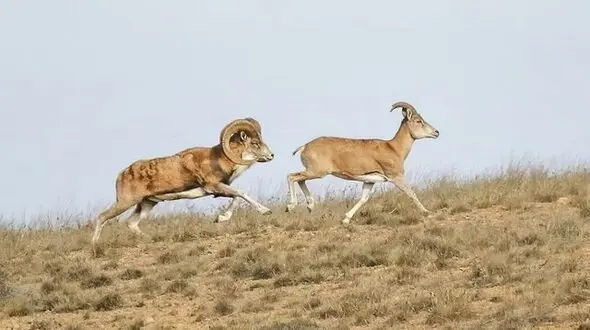 سرقت ۵ رأس قوچ و میش در دزفول، چه بر سر جانوران آمد؟