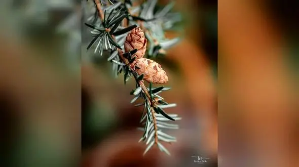 فال ابجد 16 شهریور