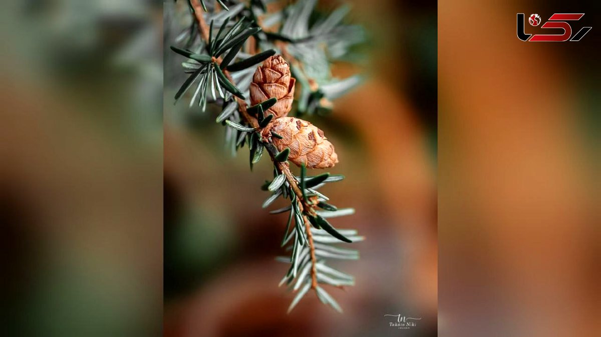 فال ابجد 16 شهریور