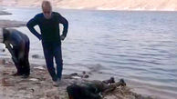 جسد غرق شده در سد الغدیر ساوه پیدا شد