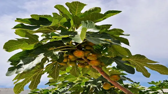 رازهای جالب این میوه ها فاش شد 