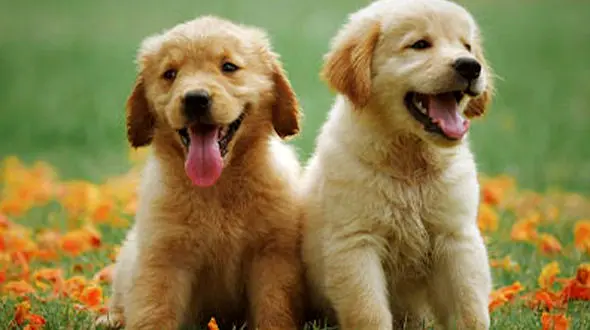 از تعداد زیاد سگ ها در کوچه تا دزد باغ