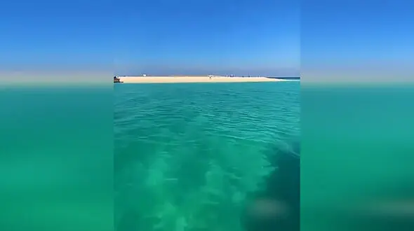 جولان مارها در جزیره مارو خلیج فارس + فیلم