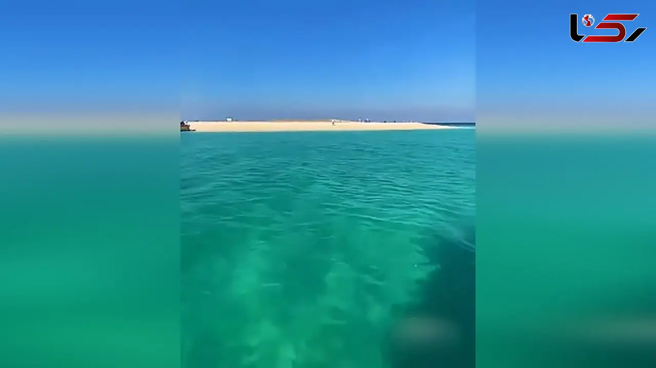 جولان مارها در جزیره مارو خلیج فارس + فیلم
