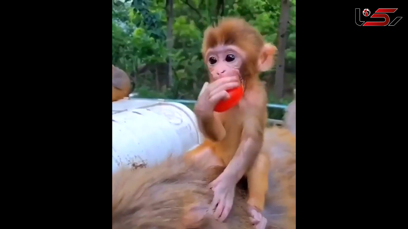 بی احساس ترین مادر میمون ها را ببینید + فیلم