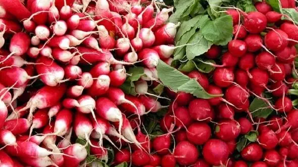 خواص شگفت انگیز ترب را فراموش نکنید!