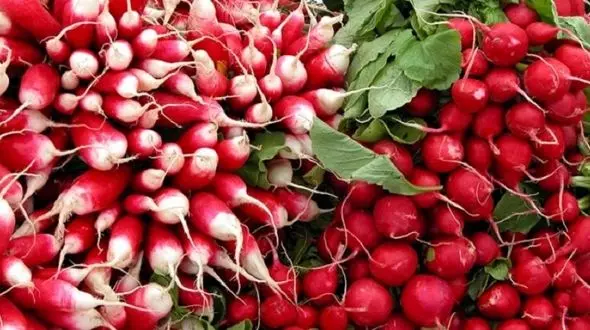 خواص شگفت انگیز ترب را فراموش نکنید!