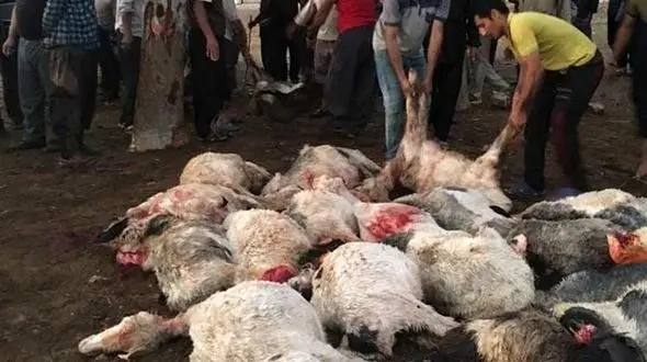 ۲ کانون بیماری خطرناک در کهگیلویه و بویراحمد شناسایی شد 