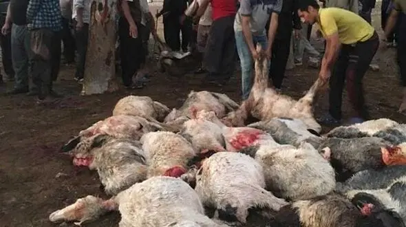 ۲ کانون بیماری خطرناک در کهگیلویه و بویراحمد شناسایی شد 