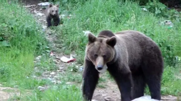 حمله خرس های گرسنه به شهر ها + تصاویر دیدنی