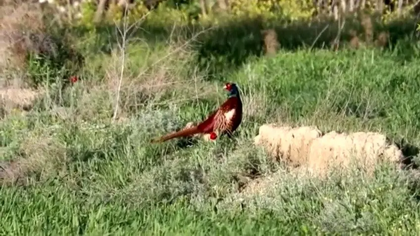فیلم دیدنی از گونه ارزشمند قرقاول در شهرستان راز خراسان شمالی