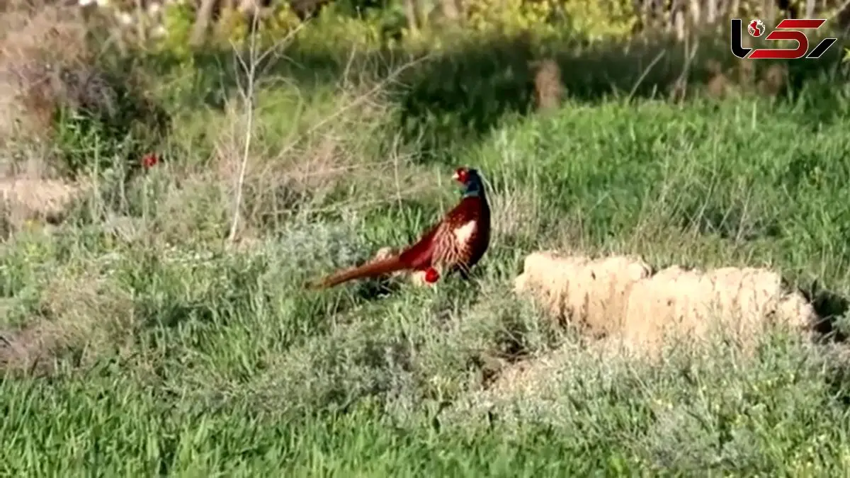 فیلم دیدنی از گونه ارزشمند قرقاول در شهرستان راز خراسان شمالی