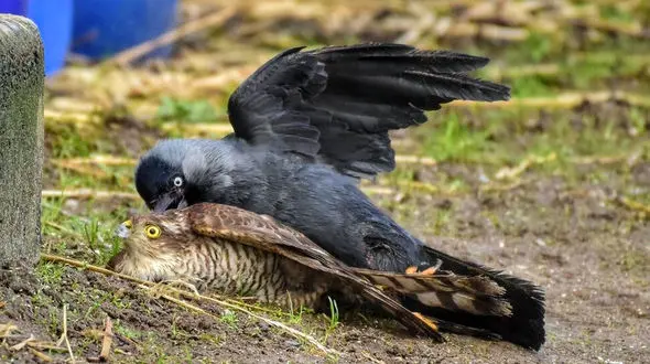  حمله کلاغ شجاع به یک شاهین شکاری + فیلم