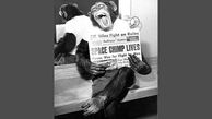 داستان مشهورترین میمونی که به فضا رفت!+عکس