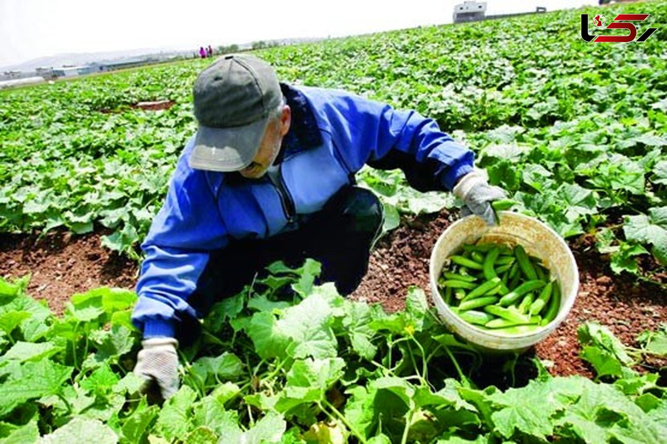 خرید بیش از 62 هزار تن محصولات کشاورزی از ابتدای سال جاری