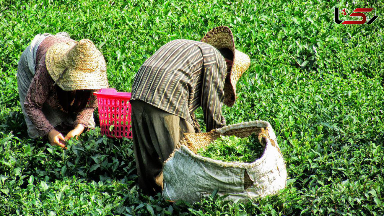 خرید بیش از 100 هزار تن برگ چای از چایکاران