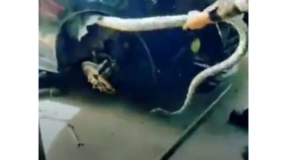 ببینید | گیرکردن عجیب مار پیتون غول پیکر داخل یک خودرو! + فیلم وحشتناک