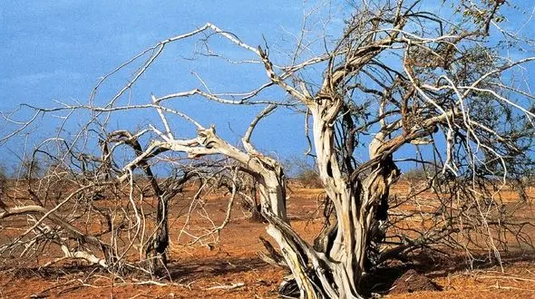 فتحی: هوای ایران گرم تر و خشکسالی تشدید می شود / افزایش 3.5 تا 8 درجه ای دمای هوا در 20 سال آینده