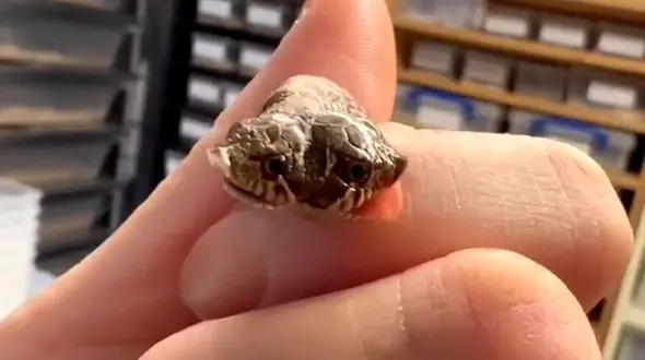 تصاویری از کشف یک مار عجیب و غریب دو سر + فیلم