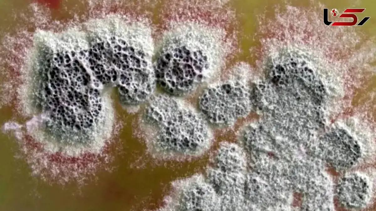 جدیدترین آنتی‌ بیوتیک و تاثیر آن بر مقاوم‌ ترین باکتری‌ ها