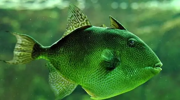 دفاع ماهی از خود در هنگام خطر + فیلم