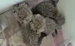هر 3 توله یوزپلنگ ایرانی احتمالا ماده هستند / "ایران" هنوز توله های خود را نپذیرفته است + اولین فیلم از توله های "ایران"