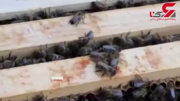 زنبورداری روی پشت بام کلیسای جامع برلین! + فیلم