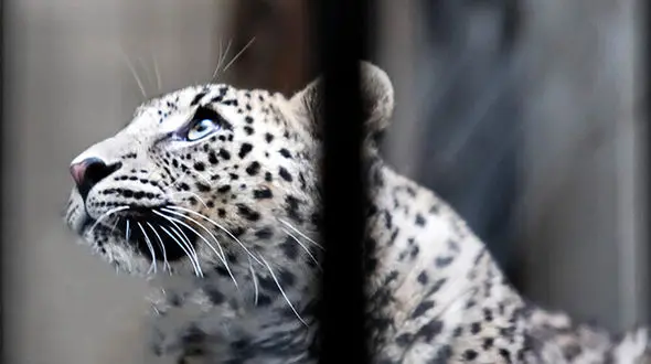 «ماوی» پلنگ ماده باغ وحش ارم تلف شد + جزییات