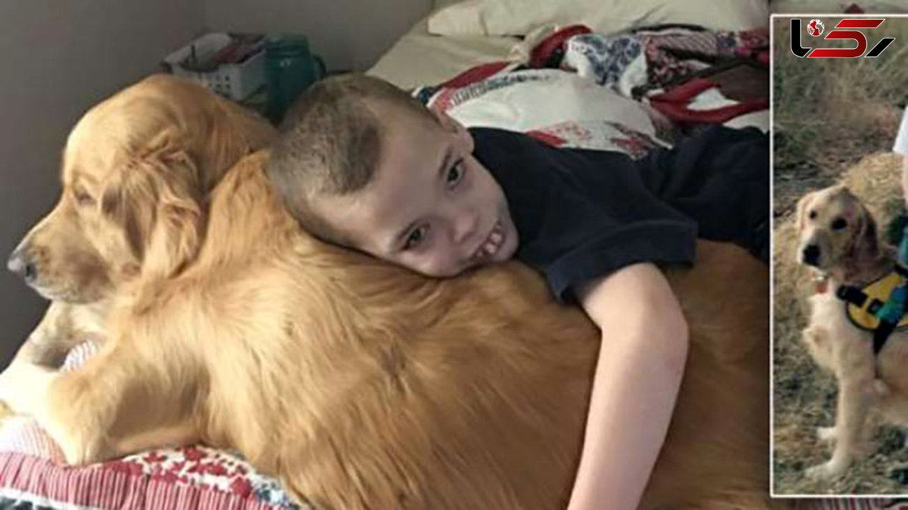 این سگ پیشگو مراقب پسر 12 ساله بیمار است +عکس