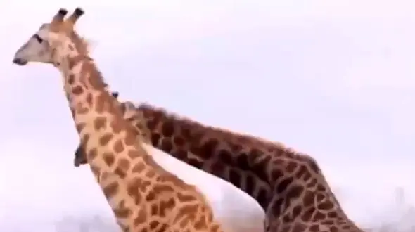 فیلم درگیری شدید زرافه ها