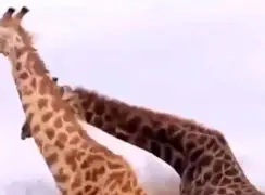 فیلم درگیری شدید زرافه ها