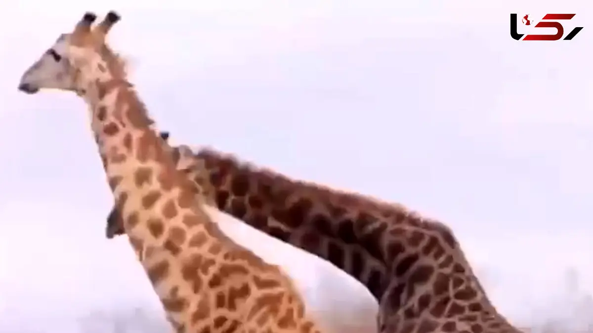 فیلم درگیری شدید زرافه ها
