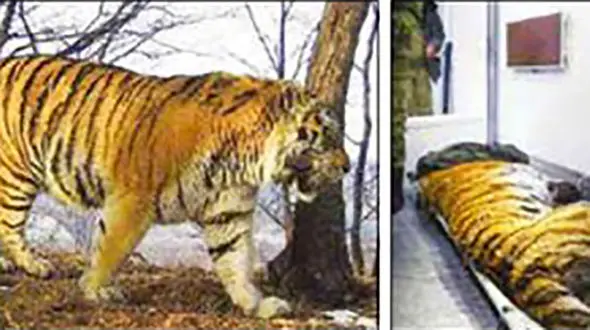 فرار ببر زخمی از روسیه به چین+ عکس