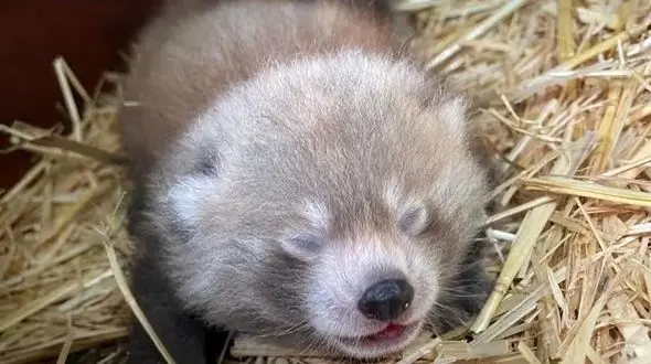 فیلم تولد حیرت انگیز دو پاندای قرمز نادر