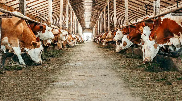 استخراج بیت کوین در خانه و گاوداری های اجاره ای روستایی‌ ها! / فساد و قدرت مانع برخورد با غول‌ های استخراج رمزارز در ایران است