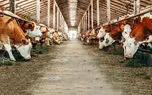 استخراج بیت کوین در خانه و گاوداری های اجاره ای روستایی‌ ها! / فساد و قدرت مانع برخورد با غول‌ های استخراج رمزارز در ایران است
