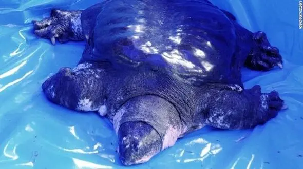 کمیاب‌ترین گونه لاک‌پشت جهان در خطر انقراض + عکس