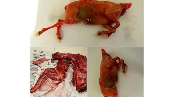 دستگیری عاملان شکار بیرحمانه یک بز وحشی آبستن  در لار + عکس