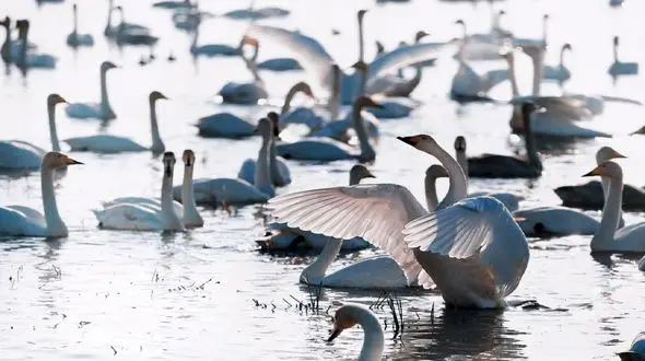 صید بیش از 70 درصد قوهای مهاجر پیش قراول در مازندران / صید بی رویه پرندگان مهاجر  یک فاجعه ملی است+ فیلم