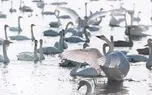صید بیش از 70 درصد قوهای مهاجر پیش قراول در مازندران / صید بی رویه پرندگان مهاجر  یک فاجعه ملی است+ فیلم